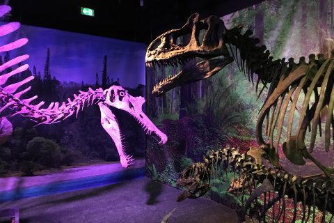 Paléospace de Villers sur Mer : musée sur les dinosaures et la Normandie jurassique