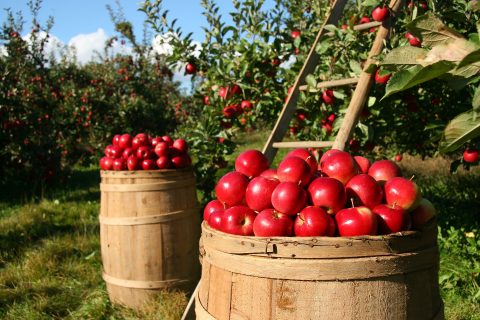 Récoltes des pommes dans les vergers de Normandie.